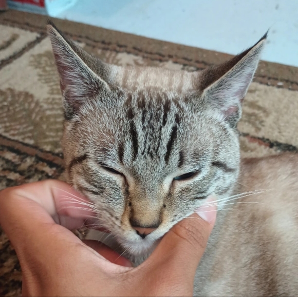 Meet your Posher, Angel - Picture 1 of 1